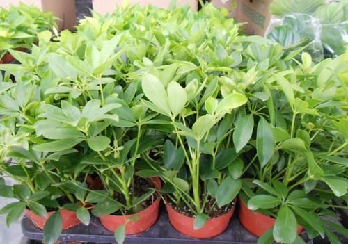 养花不死,全靠盆土,用这个土养花,能活几十年