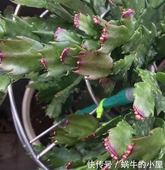 底肥|养花技巧:蟹爪兰一片叶子,蹿出10个花苞,给它喂啥好东西了