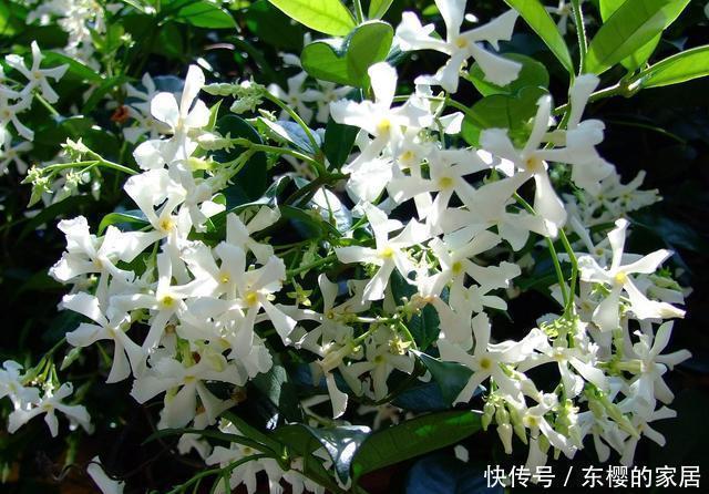 院子里不要乱种花,五一后此花要栽2棵,花开190天,香飘满院