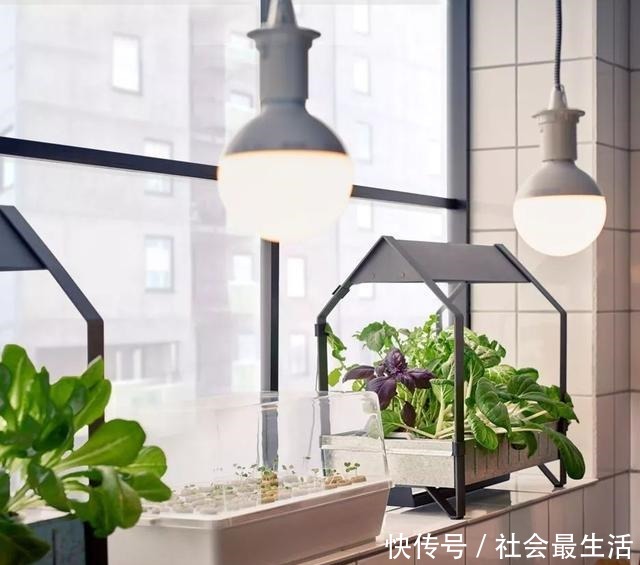外国人发明的“室内小菜园”,一年四季长爆盆,太神奇了……!