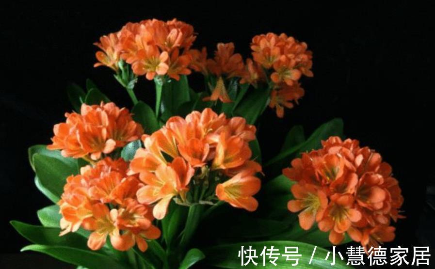 植株|君子兰怕“三高”，及时避开才能长出好状态，叶片挺拔如折扇