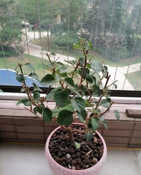 竟是|高手养花养一盆旺一盆,原因竟是做好这些不起眼的小事儿