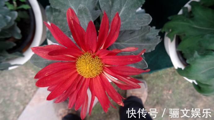 喜欢菊花，不如养盆“珍品名菊”红旗，似桂花入花中，红艳欲滴！