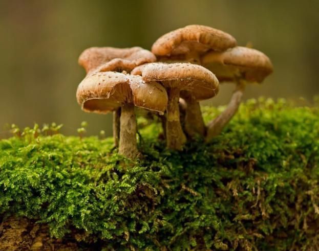 蔬菜|最适合孕妇吃的5种蔬菜，每一种都起到了大作用！