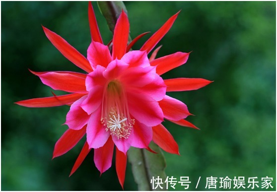 最简单易活的六种花,几个月照顾一次,都能爆盆