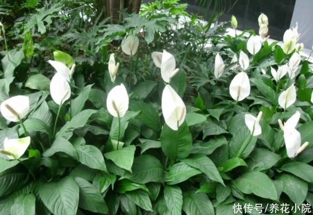 花卉|5种花很怕晒，不能见直射光，不然容易出现黄叶子