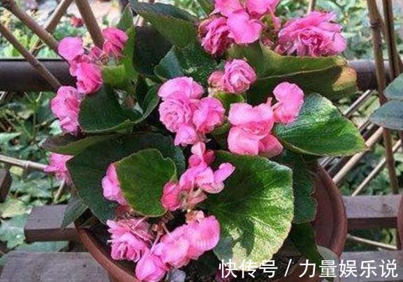 什么花可一年开四季盆栽上4种植物，个个都能全年花开不停歇