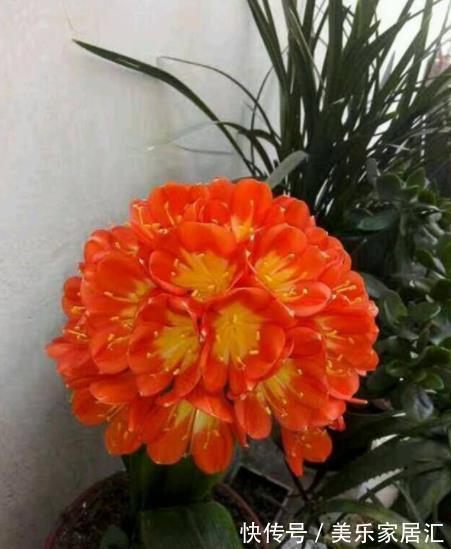 秋冬养君子兰，30天喂一次大补肥，花叶俱美，整个冬天都有花赏