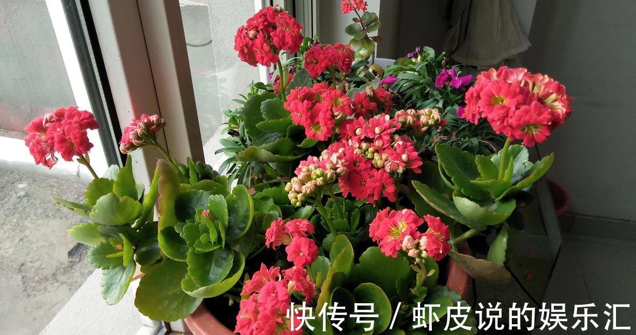 长寿花|7种“懒人花”,漂亮又好养,客厅养一盆,大气吉祥,养人又旺家