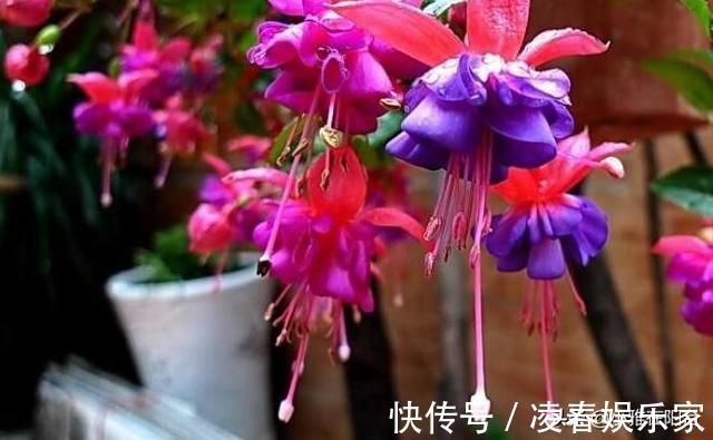 比绿萝还漂亮的花,一个枝泡水里,10天长根,喜庆好看,一开99朵