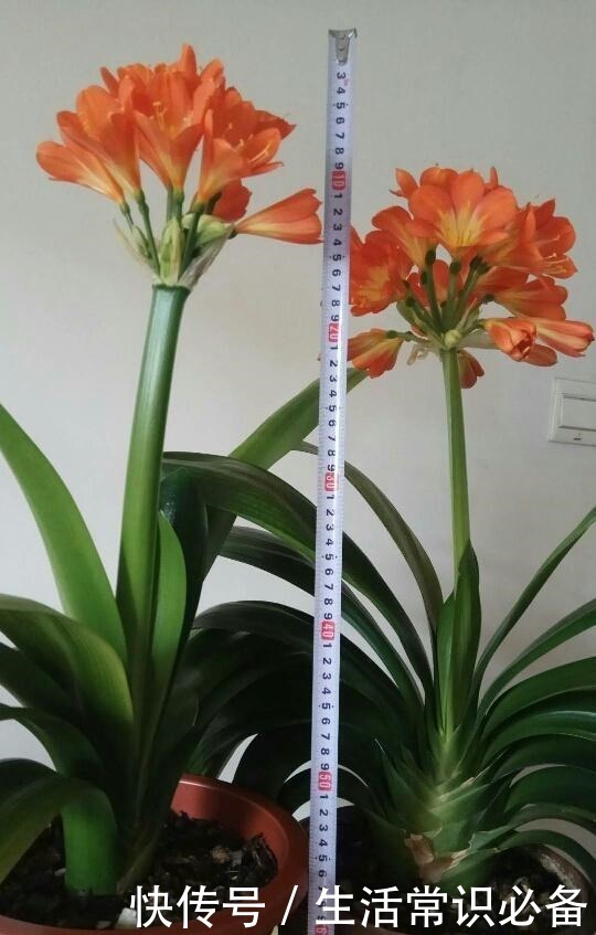退休老人养君子兰，花箭长到60厘米高，只用了1种土和1种水！