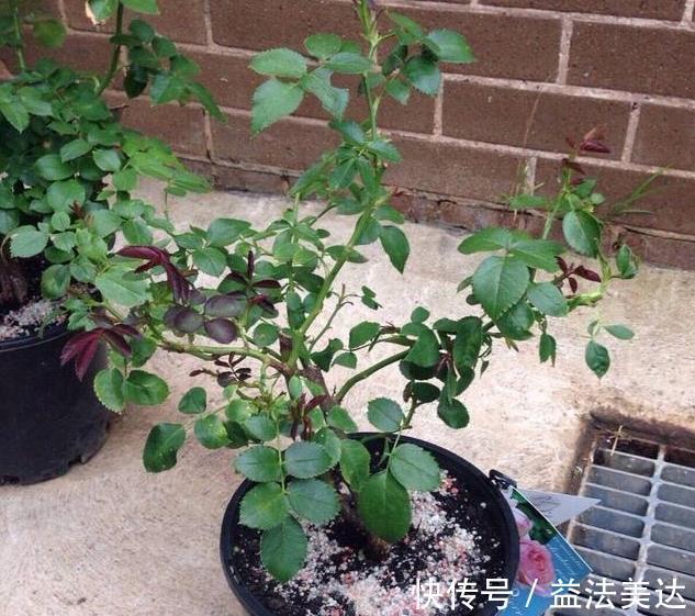 养花前一个小妙招，十年不生虫，叶子油亮翠绿，花朵蹭蹭冒