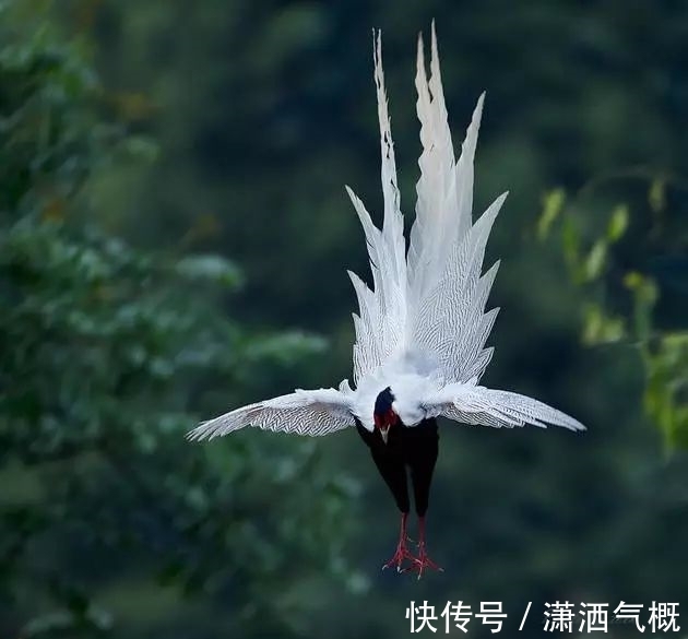 白鹇|白鹇鸡!太美了!