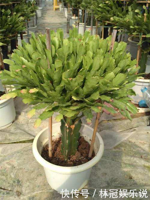 花旺|养蟹爪兰,花盆里撒点‘小豆豆’,叶子坚挺开花旺