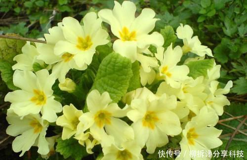  吊兰|春天养花，切忌2种水浇花，不然绿萝、吊兰都黄叶，别忽视