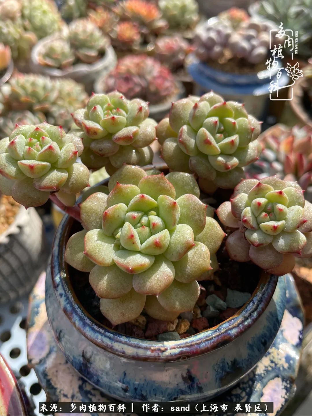 带着200多盆多肉，三个月搬两次家，是一种怎样的体验