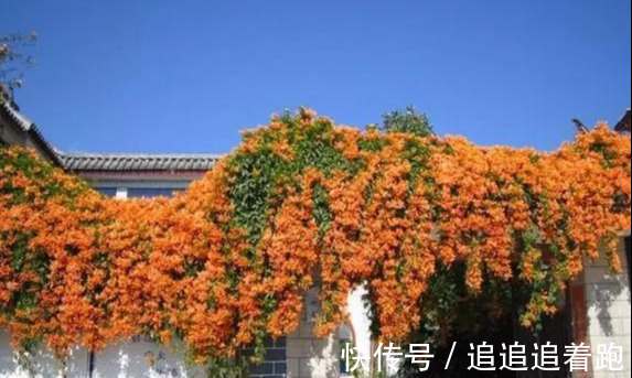 还在养吊兰3种花剪根枝,插土里就能活,半年成花墙,太惊艳了