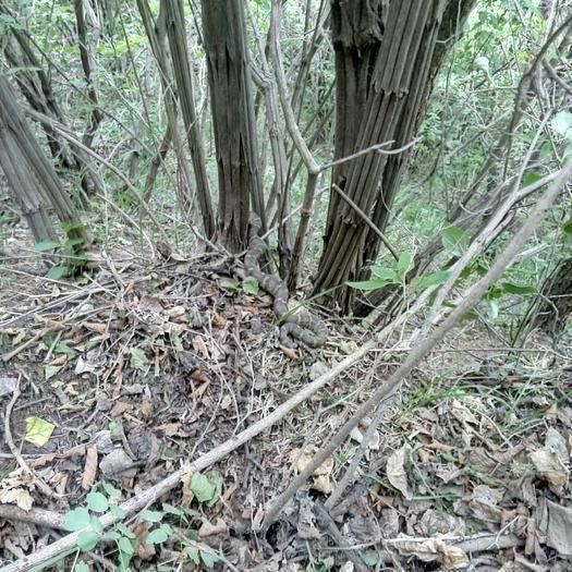 降龙木|降龙木的价格为啥比黄金贵数倍原来它真的能够“伏虎降龙”