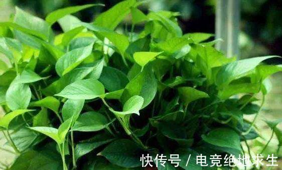 冬季室内养3种花，施肥要当心，学会此样做，越长越旺盛