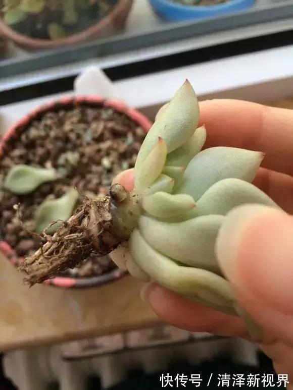 叶子|多肉出现3个状态,是烂根“信号”,再不管根都烂完,别忽视!