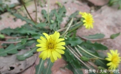 药草|农村常见的草药有哪些?我找到6种,看看你熟悉吗?