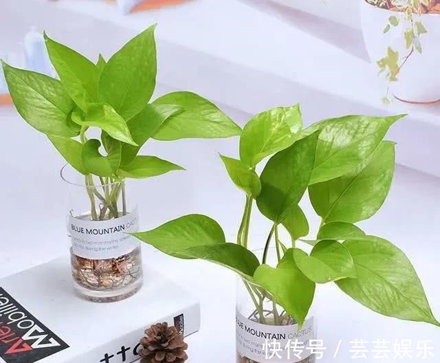 栽种|常见5种室内花,漂亮又好养,花语很吉利,你更喜欢哪一种呢