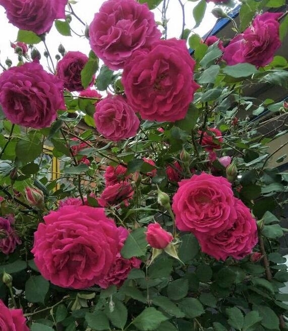 杀菌|月季得叶枯病怎么办?教你“2法”,大蒜水浇灌,快速告别叶枯病