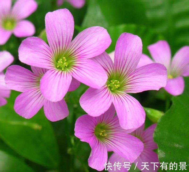 铺地锦|养花试试这几款,花朵上覆盖着厚厚的金色花瓣,又圆又满