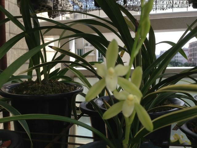 喜欢菊花,就养这几盆“菊中珍品”,似艳丽美人,适合盆栽养!