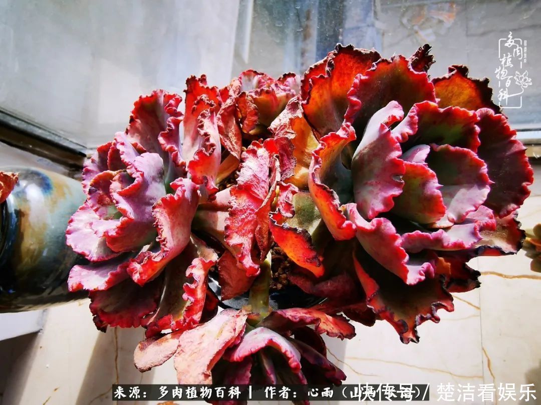 三色堇|懂得珍惜的人,才值得拥有更多美好的事物!养多肉也是如此!