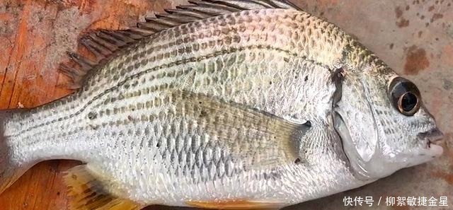 矶钓|有钱不买菜,钓具买得快,孤身钓一夜,平时不勤快,钓鱼跑得快!