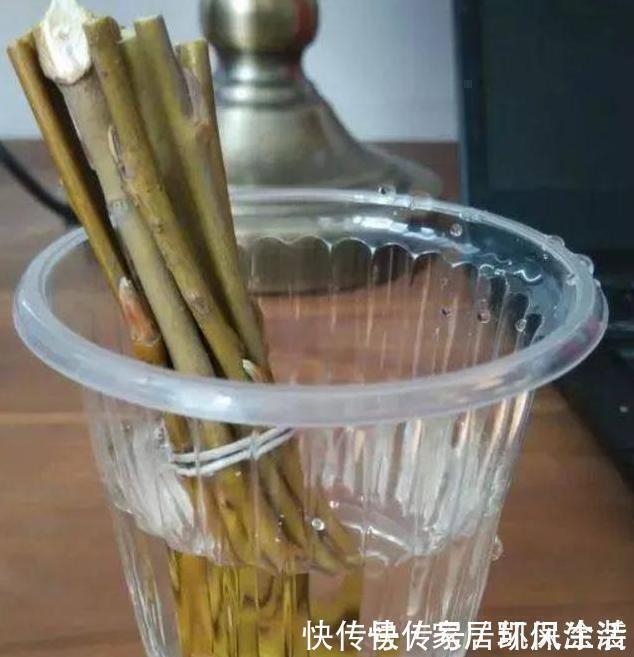 “扦插”不生根给它放点“调料”,枝条泡一泡,3天冒出大白根