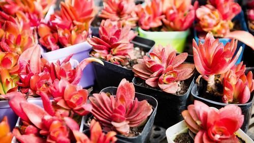 小诀窍|养花的9个小诀窍,养花时,使用这些诀窍,帮助你成为养花高手