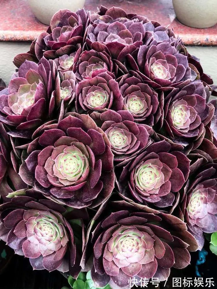 遇见,是一生!遇见多肉,是我的余生和全部!