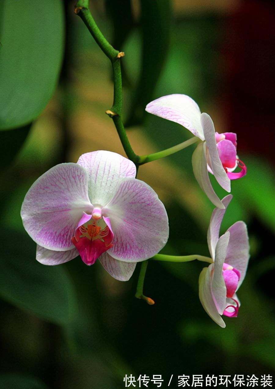 花卉|花卉比对，国兰与洋兰的区别，藏红花与番红花是一种吗？