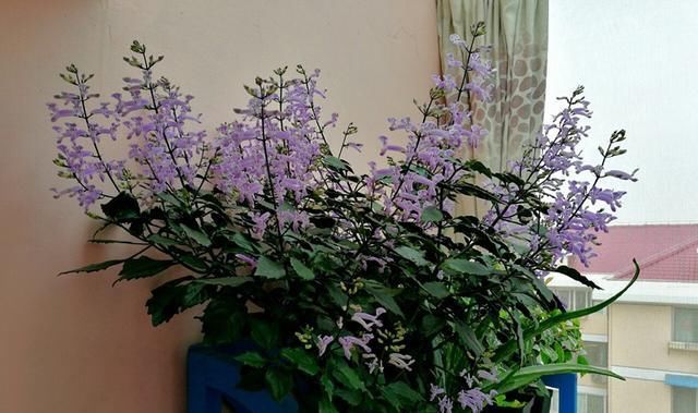 最好养的木本花卉，扦插就能活，全年开花，花色美丽，是盆栽佳品