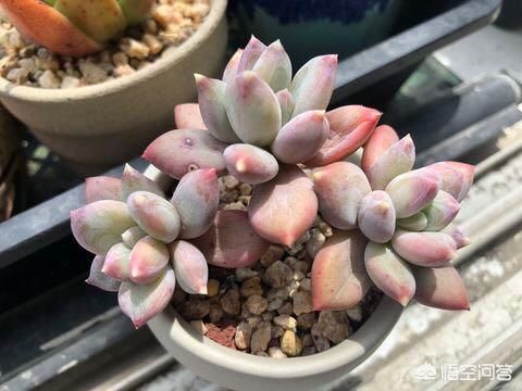 多肉怎么养才能迅速生长、晶莹剔透？