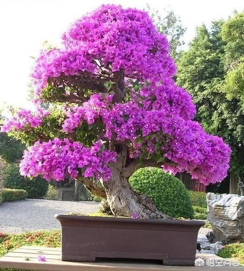 怎么样养三角梅好?