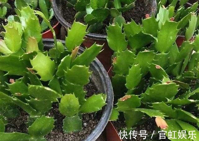 叶片|扦插蟹爪兰需注意“2个关键点”,成活率高,关键是方法简单实用