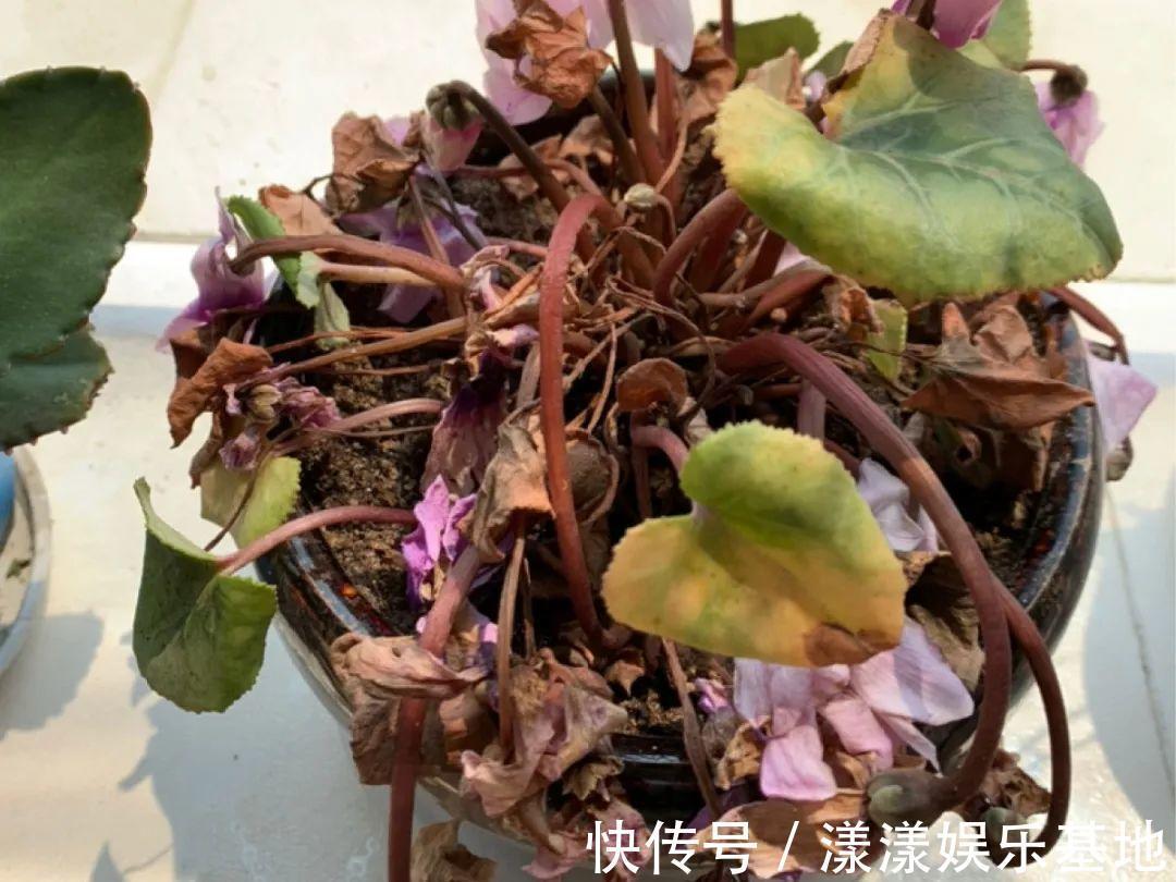 蟹爪兰|10种花要控水，天热反而不能浇，一浇水就死