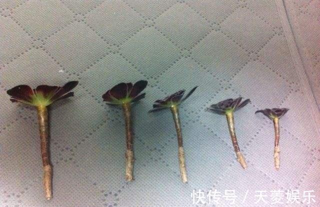 老桩|多肉“黑法师”的一生,从小苗到“假老桩”,半年窜了一米高