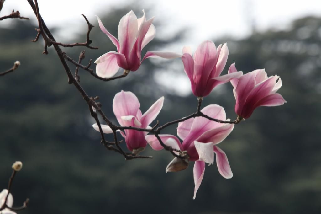 老年|南京连日春暖 雨花台宝华玉兰绽放