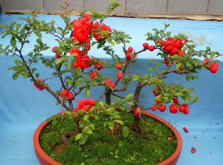 养花试试这款,像一颗红宝石非常美丽