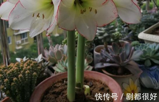 家养朱顶红的养护方法和注意事项，此样做年年开花还不烂根