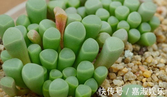 十八摄氏度|想要多肉“五十铃玉”温润如玉、爆盆开花,我教你几招,盆盆爆!