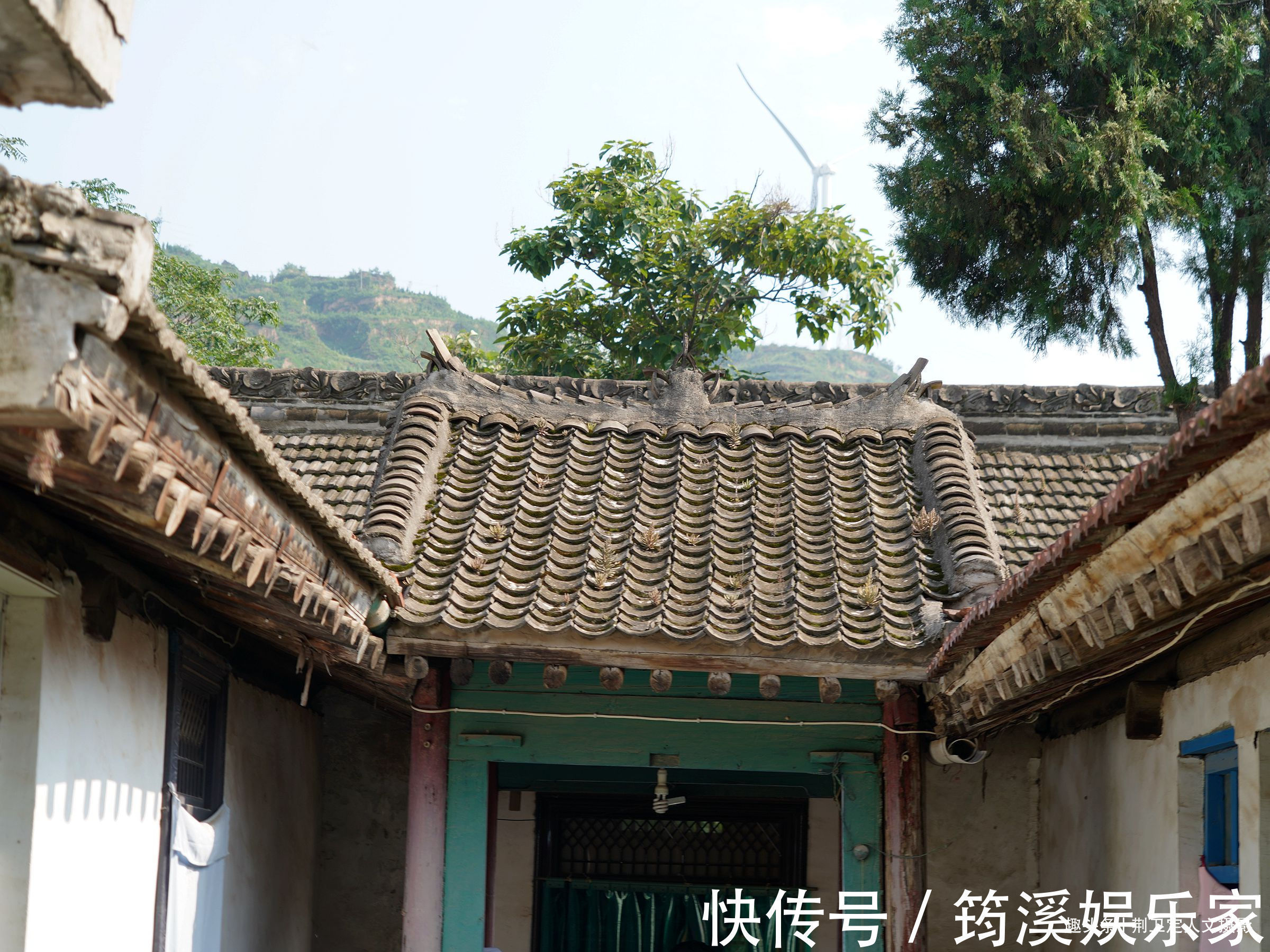 后院|6旬农民大妈家长出1棵野人参,枝繁叶茂万元不卖,看看啥样