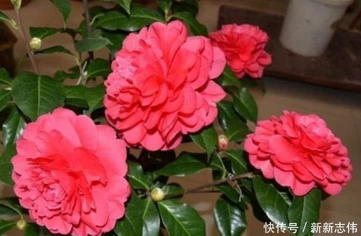 香水|5种花比香水还好闻,一开就是大半年,四季有花赏,花美心情好