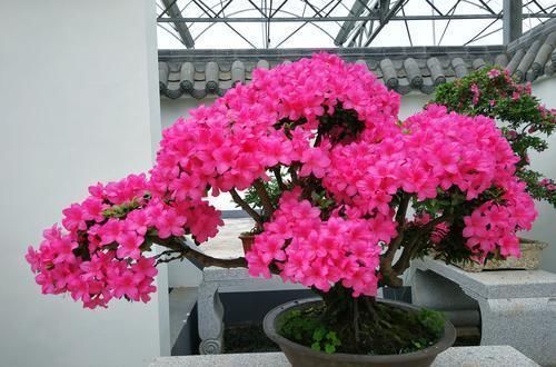 此款盆栽花卉,比兰花大气,越养越漂亮,养几年长成传家宝