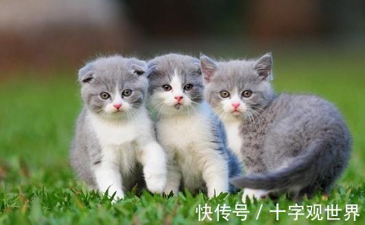 蓝牛|筋肉牛，折耳猫，茶杯犬，这些动物是如何被＂人造＂出来的？