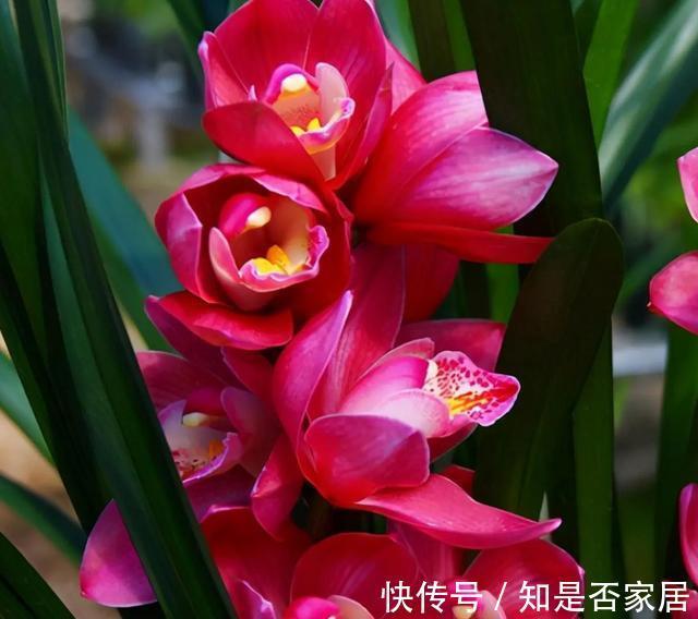 建兰|有着开花机器美誉的大将军，花朵又大又香开花成串显档次